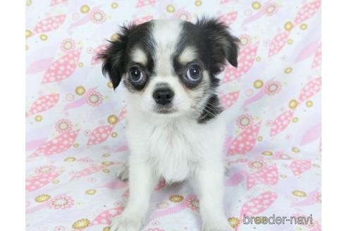 成約済の千葉県のチワワ(ロングコート)-153284の6枚目